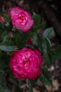 Flowers of Miniature Rose Royalty Free Stock Photo